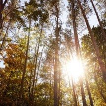 Wood Wide Web: a rede subterrânea de fungos que conecta árvores e transforma florestas em sistemas cooperativos vivos - Portal Giro 10