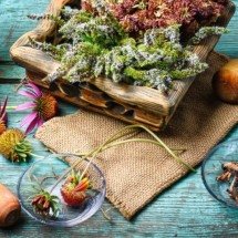 Ervas de Ogum: suas utilizações em rituais e propriedades de cura - Wemystic