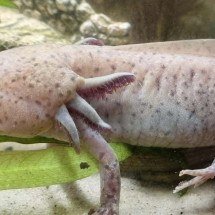 Menina encontra anfíbio ameaçado de extinção debaixo de ponte no País de Gales - Melanie Hill