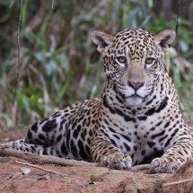 Onça-pintada invade casa e mata cadela - animalia.bio