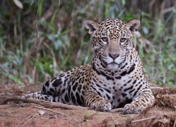 Onça-pintada em área de mata; imagem meramente ilustrativa -  (crédito: animalia.bio)