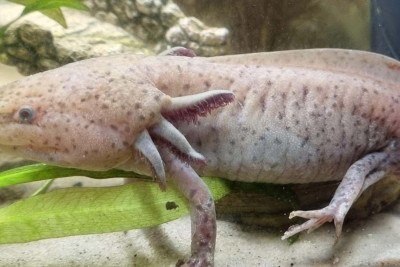 Evie disse que todos na escola acham o novo animal de estimação fascinante -  (crédito: Melanie Hill)