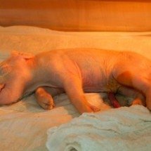 Brasil cria 1º porco clonado da América Latina para doar orgãos ao SUS - Docme Comunicação para Genoma USP/divulgação