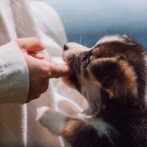 Do caos ao comportamento: entendendo os desafios universais dos filhotes e como resolvê-los com reforço positivo - Portal Giro 10