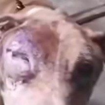 Pitbull debilitado e ferido é resgatado da rua pela PC em Alfenas - PCMG/Divulga&ccedil;&atilde;o