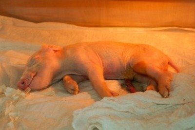 Uma das vantagens da linhagem de suínos escolhida pelos pesquisadores para obter os órgãos é o crescimento rápido: com aproximadamente 7 meses de idade os animais já atingem o peso necessário ao transplante para um humano adulto com 80 quilos  -  (crédito: Docme Comunicação para Genoma USP/divulgação)