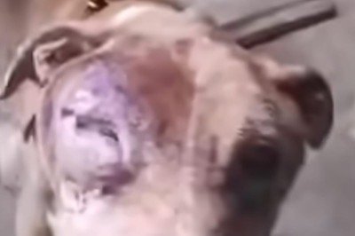 O pitbull j&aacute; est&aacute; sob cuidados m&eacute;dicos e em processo de recupera&ccedil;&atilde;o -  (crédito: PCMG/Divulga&ccedil;&atilde;o)