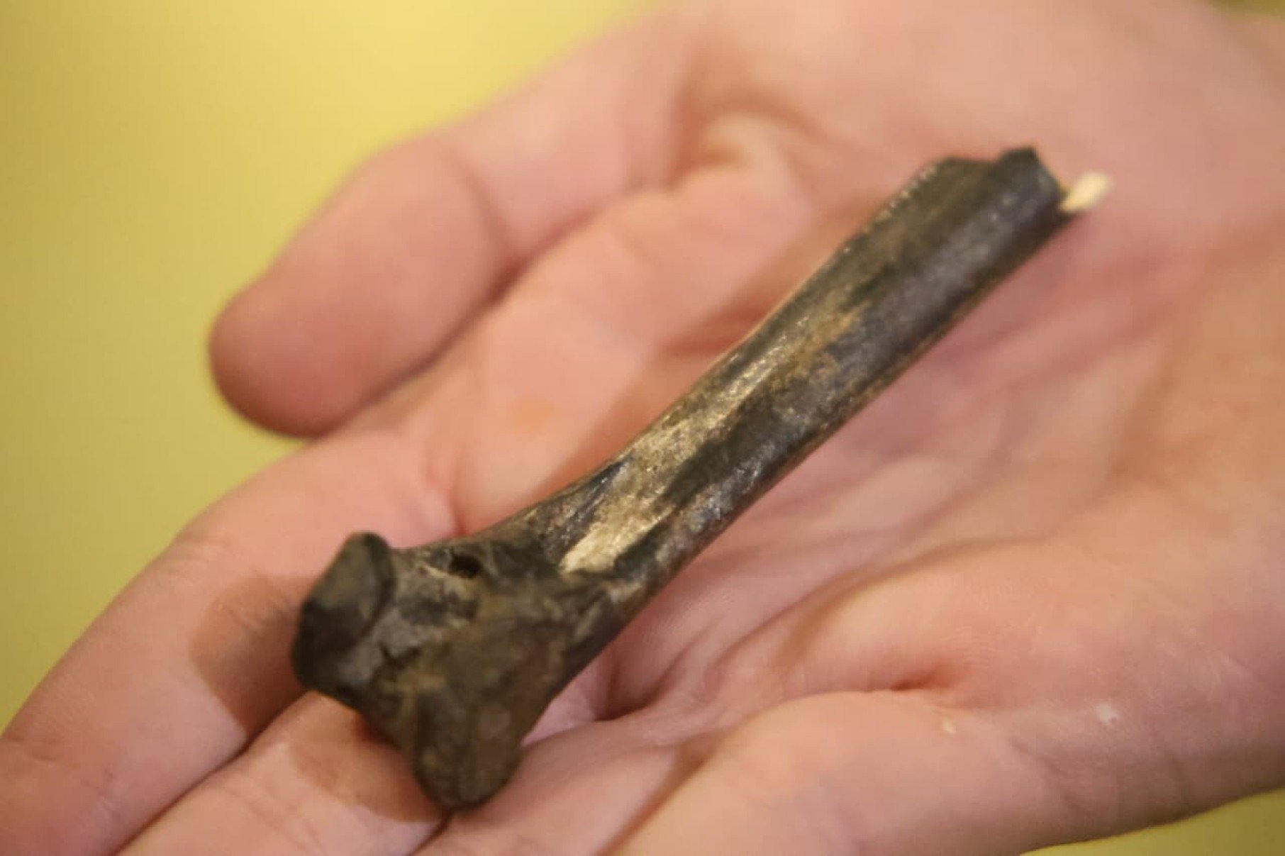 Tibiotarso fossilizado - um osso de uma das pernas do lado esquerdo -, originário da ave do terror, foi inicialmente catalogado como pertencente a um animal da família dos urubus-Marcos Vieira/EM/D.A.Press