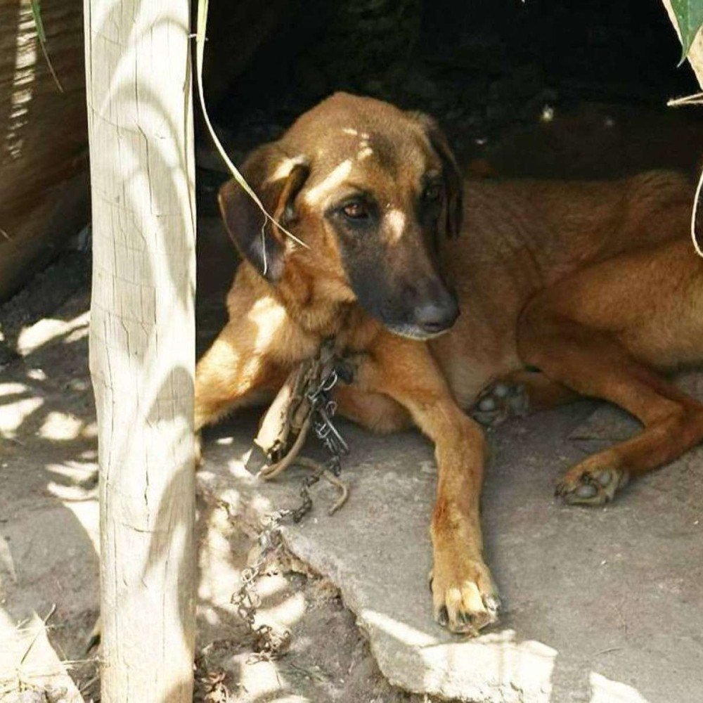 Cão é resgatado acorrentado e em magreza extrema; suspeito é preso