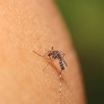 Ímãs de mosquitos? Entenda a verdadeira ciência por trás das picadas e desvende os mitos mais populares - Portal Giro 10