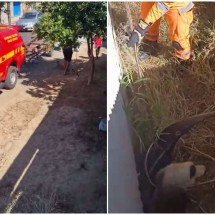 MG: tamanduá-bandeira é capturado pelos bombeiros em casa - CBMMG