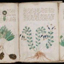 O livro que ninguém entende: como a IA tenta decifrar o misterioso Manuscrito Voynich do século XV - Portal Giro 10