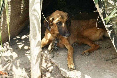 Cachorro foi resgatado e atendido; ele estava em situação de magreza extrema -  (crédito: PCMG/Divulgação)