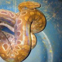 Bombeiros capturam cobra que esmaga presas em residência de Pains - CBMMG