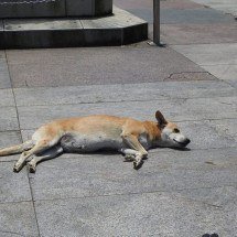 O enigma do vira-lata caramelo: por que cães SRD do mundo todo acabam tão parecidos segundo a ciência - Portal Giro 10