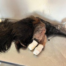Tamanduá é resgatado com ferimentos nas patas depois de ataque de cães  - CBMMG/Divulgação 