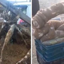 Força-tarefa e cordas: o mistério da mandioca de 84 kg colhida no Sul do BR - Acervo pessoal