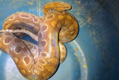 Juboia arco-iris foi capturada em resid&ecirc;ncia de Pains e entregue aos bombeiros, que a libertaram em local afastado de encontros com pessoas -  (crédito: CBMMG)