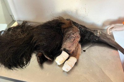 Durante a avaliação da veterinária, foi constatada uma fratura na pata dianteira direita. O membro foi imobilizado com talas móveis, para dar mais segurança durante o transporte do animal -  (crédito: CBMMG/Divulgação )