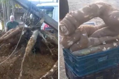 Mandioca de quase 84 kg foi colhida em Santa Catarina -  (crédito: Acervo pessoal)