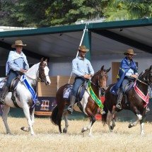Cavalo da raça Mangalarga estreia na Agrishow - DINO