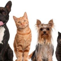 O sexto sentido dos pets explicado: como cães e gatos percebem mudanças atmosféricas antes das tempestades chegarem - Portal Giro 10