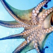 Além do vermelho: a diversidade do sangue na natureza explicada pela evolução, pela química e pela adaptação dos seres vivos - Portal Giro 10