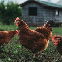 Exportação de frango reforça cadeia de nutrição - DINO
