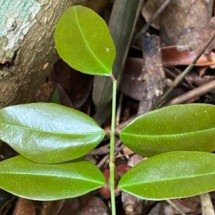 Estudo aponta ação de planta medicinal contra vírus da COVID-19 -  Geovane Siqueira/iNaturalist