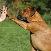 Por que os cães inclinam a cabeça quando falamos com eles: a ciência da audição, visão e comunicação entre humanos e cães - Portal Giro 10