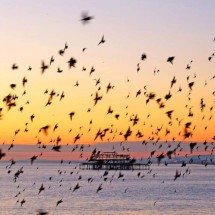 Murmuração dos estorninhos: como milhares de aves voam em perfeita sincronia sem líder e revelam a inteligência da natureza em grupo - Portal Giro 10