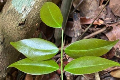 A Copaifera lucens é encontrada especialmente em áreas de Mata Atlântica  -  (crédito:  Geovane Siqueira/iNaturalist)