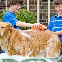 Higiene de cães e gatos: o que você precisa saber para garantir saúde e bem-estar do seu pet no dia a dia - Portal Giro 10