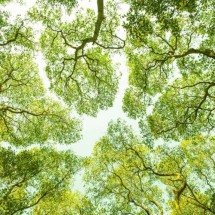 A timidez da copa explicada: por que as árvores mantêm espaços entre si no alto e como isso ajuda na vida da floresta - Portal Giro 10