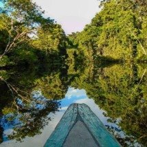 Brasil diminui em 42% a perda de florestas em 2025 - Tupi