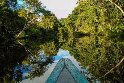 Brasil registra queda de 42% na perda de florestas em 2025 -  (crédito: Tupi)