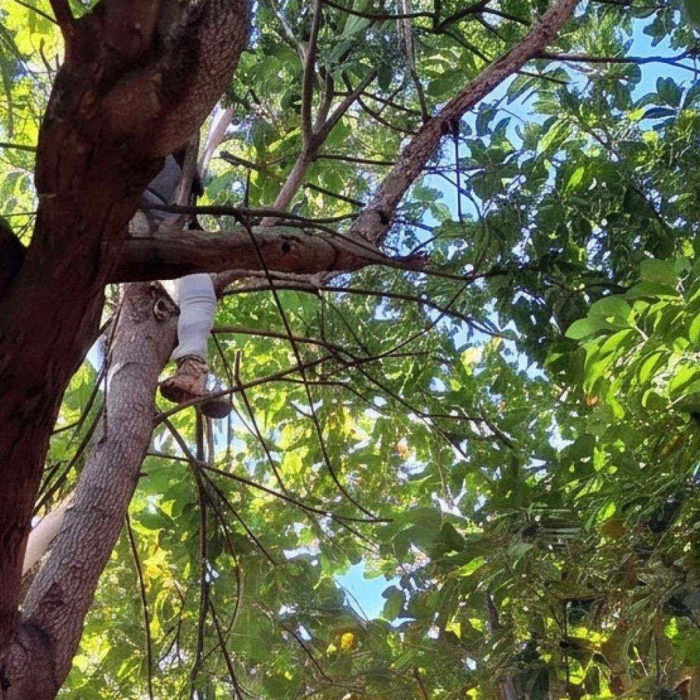 Trabalhador rural é eletrocutado ao colher frutas no Norte de Minas