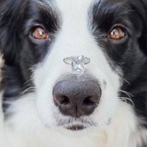 Projeto que proíbe tatuagens e piercings em pets é aprovado na ALMG - Magnific