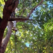 Trabalhador rural é eletrocutado ao colher frutas no Norte de Minas - CBMMG