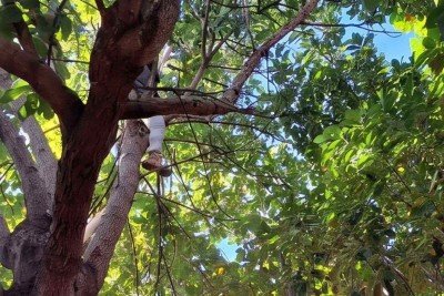 Corpo de homem eletrocutado em jana&uacute;ba precisou ser removido do alto do abacateiro. Ele usava foice para colher frutos -  (crédito: CBMMG)