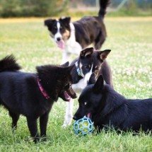 Por que os cães cheiram o traseiro uns dos outros: a ciência por trás da comunicação olfativa canina - Portal Giro 10