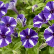Petúnia: a flor colorida que conquista jardins com facilidade - Portal Giro 10