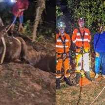 Mula ‘Rainha’ fica presa em cisterna e é resgatada em São Francisco - Divulgação/CBMMG