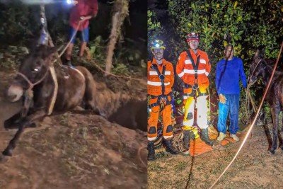 Mula 'Rainha' foge, cai em cisterna e é resgatada pelos Bombeiros em Granja Primavera, zona rural de São Francisco -  (crédito: Divulgação/CBMMG)