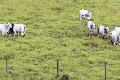 A nova cultivar permite aumentar o número de animais na área de pastagem em cerca de 12%, com alta produtividade de folhas -  (crédito: Fotos: Allan Kardec Ramos/Embrapa/Divulgação)
