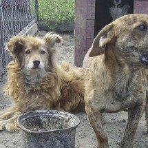 Cão que late demais pode gerar punição? Veja o que diz a lei sobre barulho de animais e perturbação do sossego - Portal Giro 10