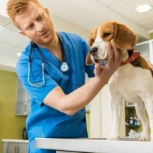 Silencioso e profundo: como cães vivenciam a perda e o luto segundo a etologia e a neurociência - Portal Giro 10