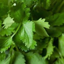 O gene do gosto de sabão: a ciência genética que divide opiniões sobre o coentro na culinária - Portal Giro 10