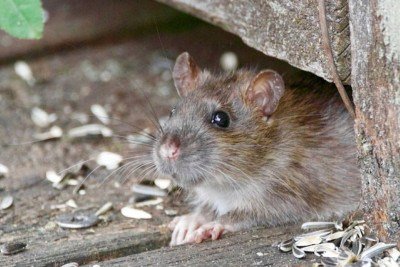 Os vírus zoonóticos infectam naturalmente roedores e, ocasionalmente, são transmitidos a humanos -  (crédito: Svetozar Cenisev/Unsplash)