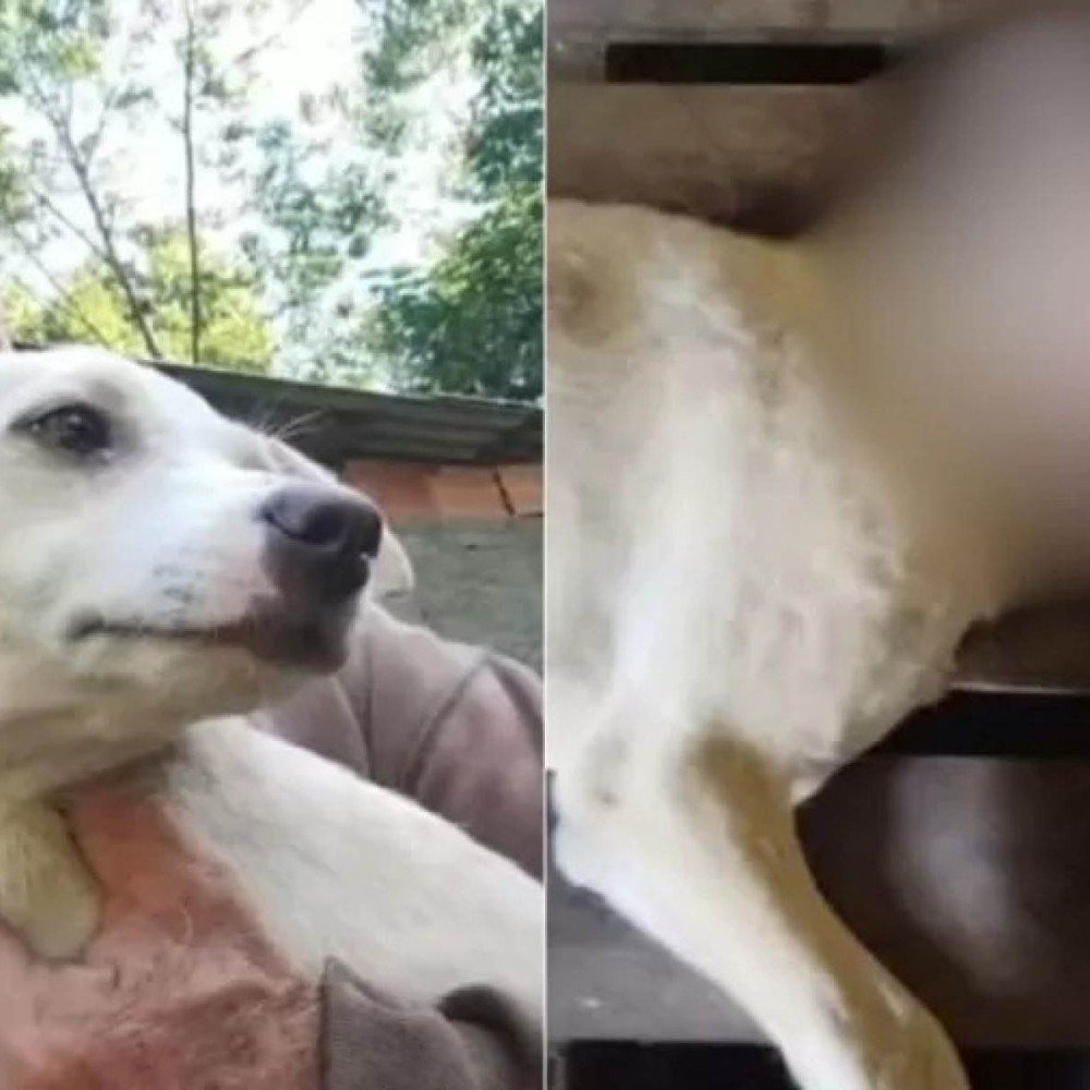Cadela de 3 meses é encontrada morta com sinais de violência em canil de SC